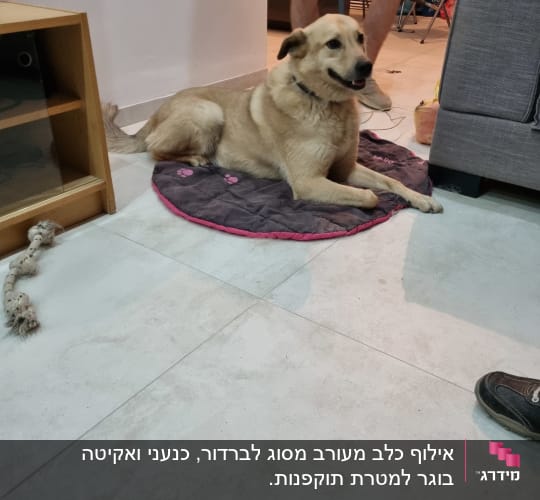 כלב שוכב על שטיח עם רצועה ביד אדם